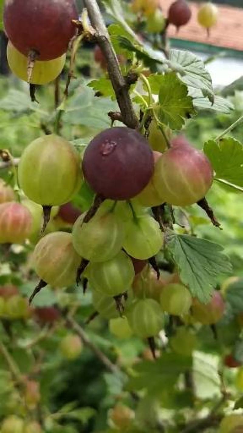 红醋栗苗3年苗灯笼果苗当年结果大果保证成活率
