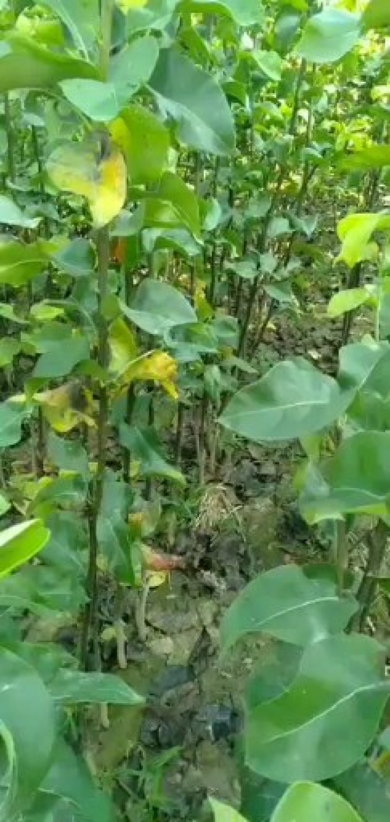 秋月梨苗西华总批发一年苗子。两年苗子。价格优惠。
