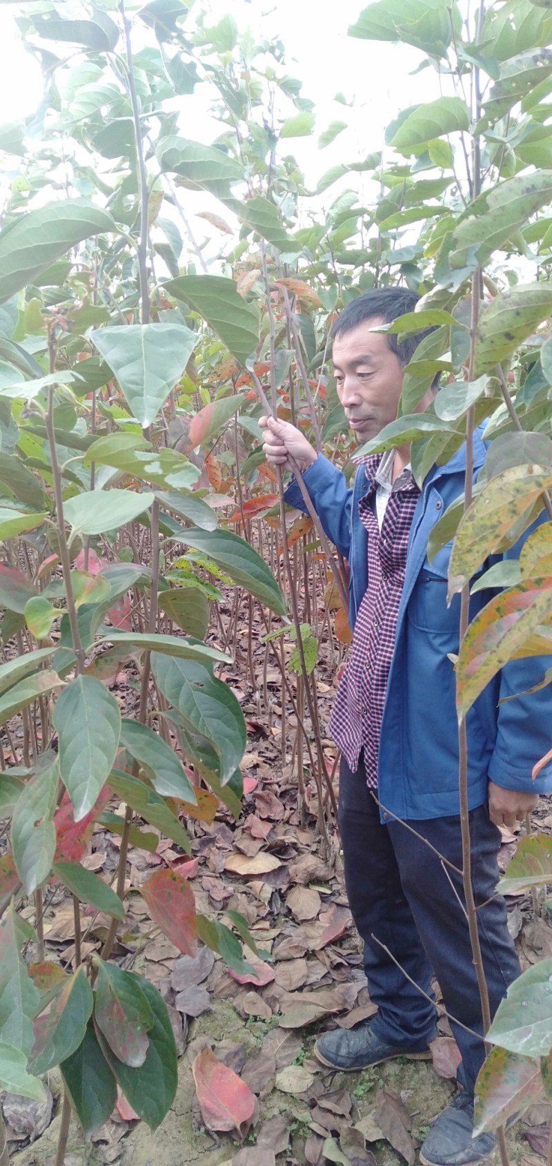 秋月梨苗西华总批发一年苗子。两年苗子。价格优惠。