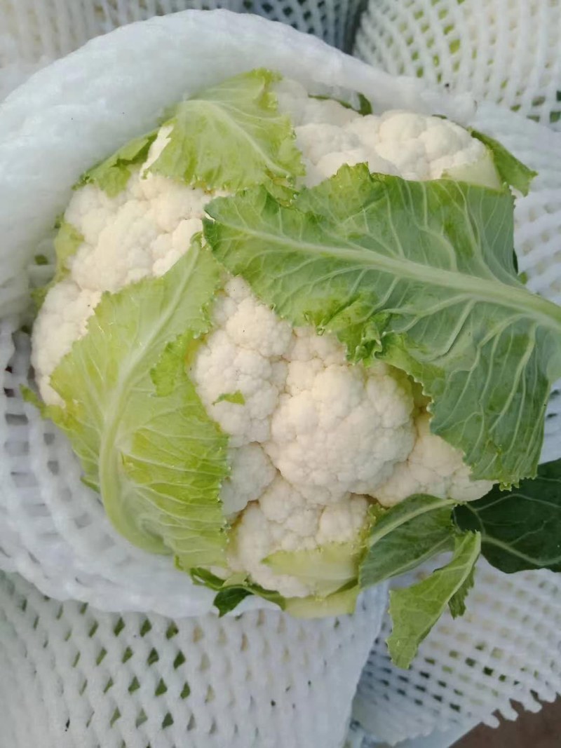 （精品花椰菜），长期供应，保质保量，产地代收发货全国各地