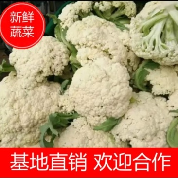 优质松花，种植大户基地直供全国各地，品种齐全，各种包装