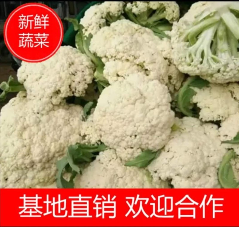 优质松花，种植大户基地直供全国各地，品种齐全，各种包装