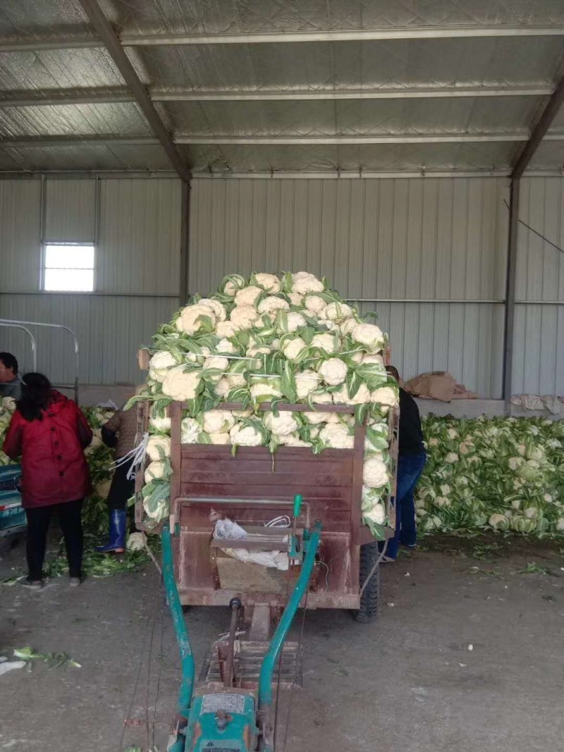 优质松花，种植大户基地直供全国各地，品种齐全，各种包装