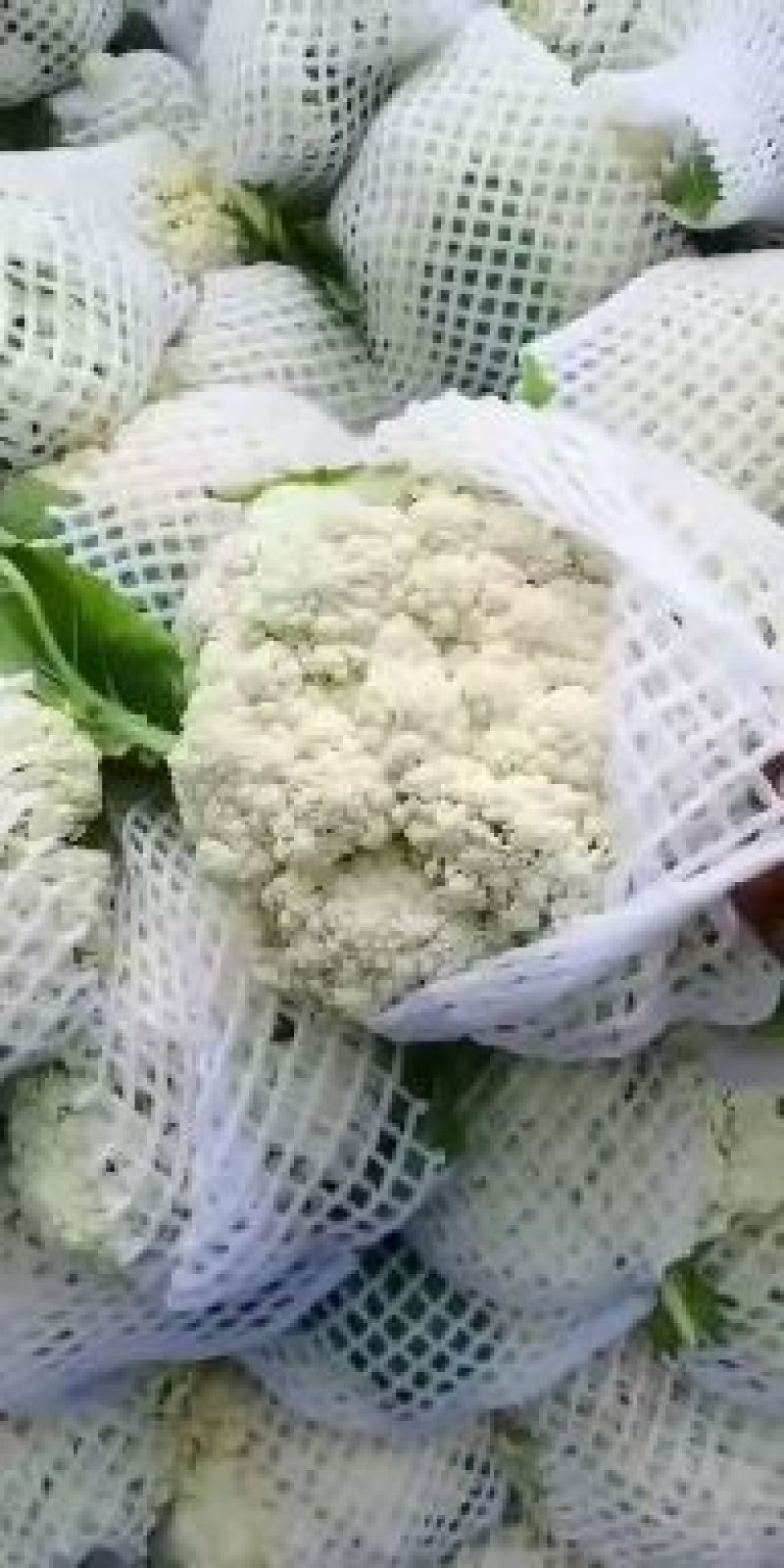 精品有机花2/3斤，产地直销，提供包装，代发全国及出口