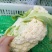 精品有机花2/3斤，产地直销，提供包装，代发全国及出口