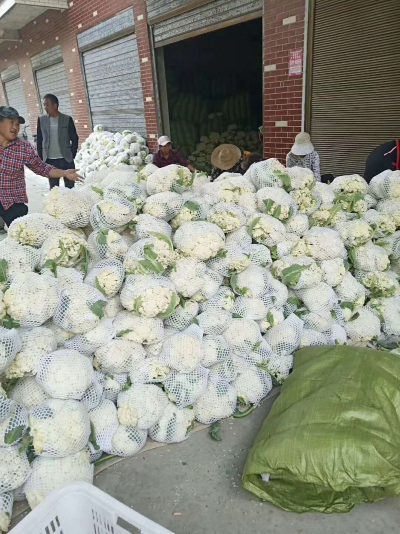 精品有机花2/3斤，产地直销，提供包装，代发全国及出口