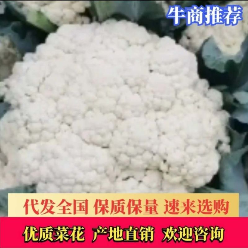 精品有机花2/3斤，产地直销，提供包装，代发全国及出口