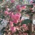 精装冷库苹果红富士膜带富士优质红富士红富士大量现货