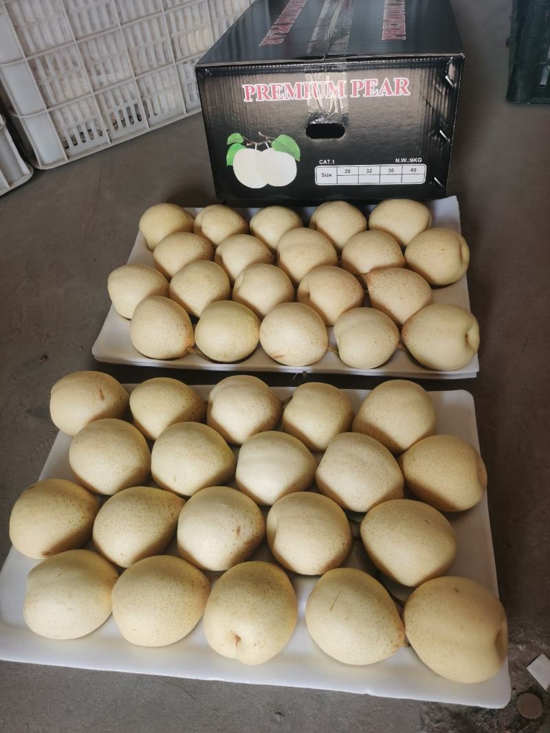 冠县鸭梨大量有货，欢迎来电咨询选购，可出口，可内销，