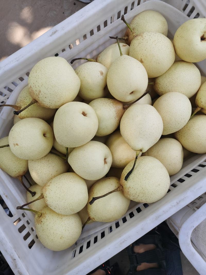 冠县鸭梨大量有货，欢迎来电咨询选购，可出口，可内销，