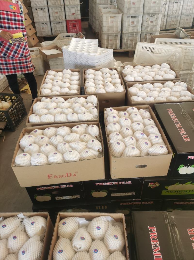 冠县鸭梨大量有货，欢迎来电咨询选购，可出口，可内销，