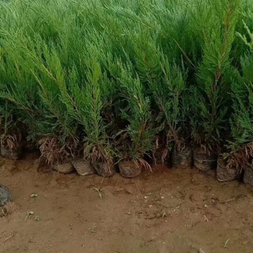 自有沙地柏20万棵，低价抛售，有需要的老板跟我联系