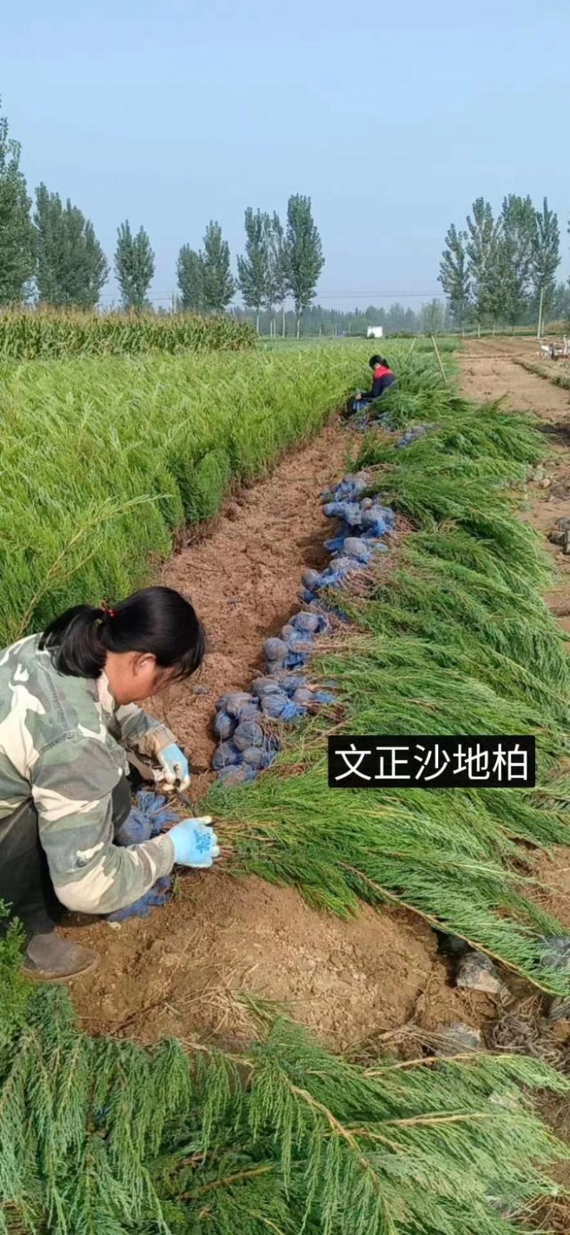 自有沙地柏20万棵，低价抛售，有需要的老板跟我联系