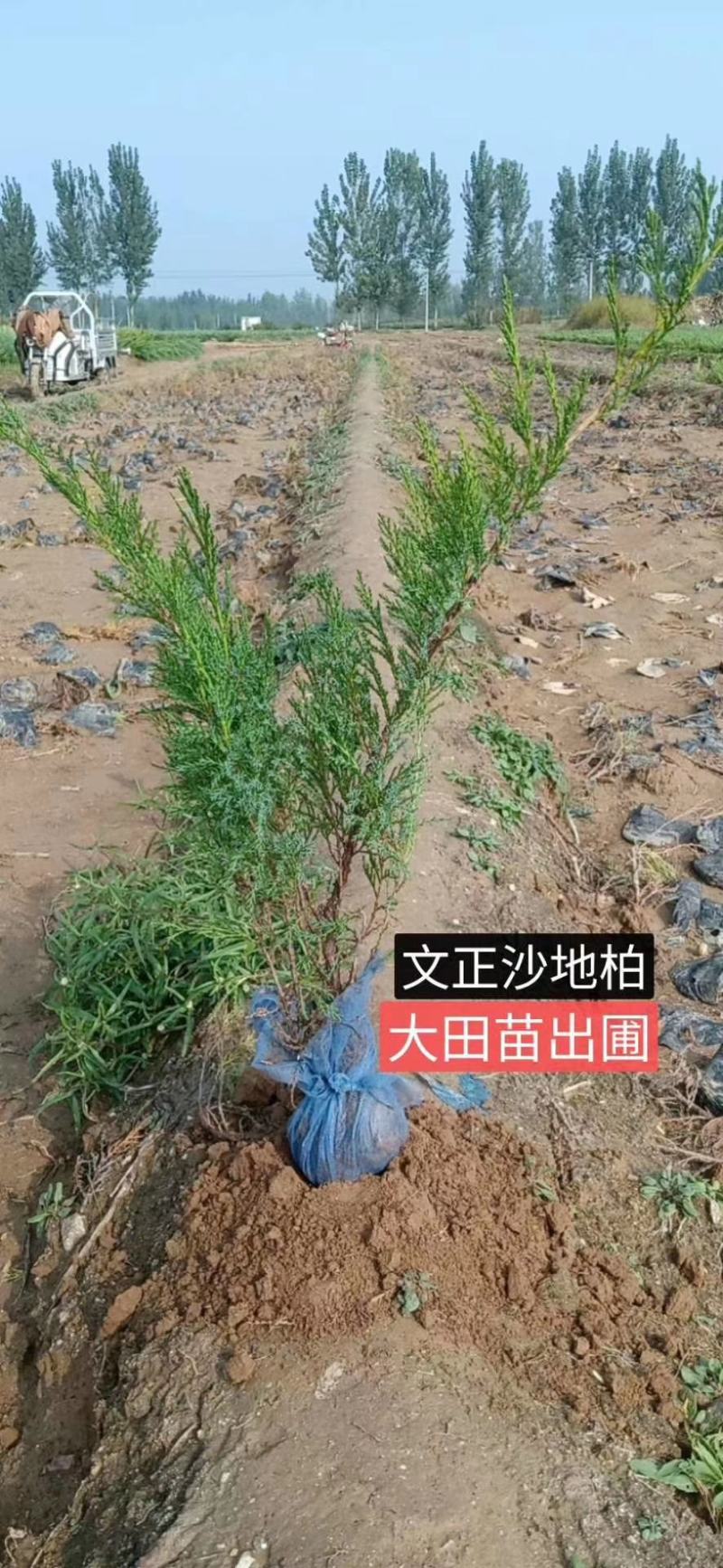 自有沙地柏20万棵，低价抛售，有需要的老板跟我联系