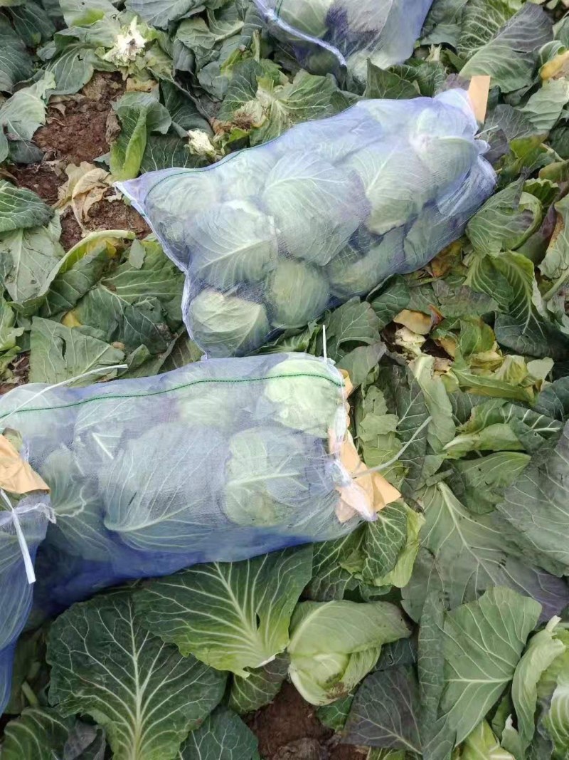 精品甘蓝，代发货各地，湖北蔬菜种植地，提供包装，长期合作