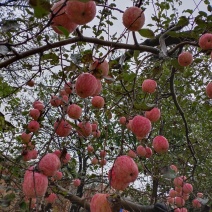 红富士苹果，条红，片红，统货