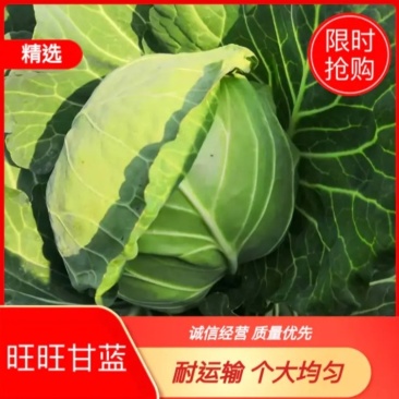 精品甘蓝，代发货各地，湖北蔬菜种植地，提供包装，长期合作