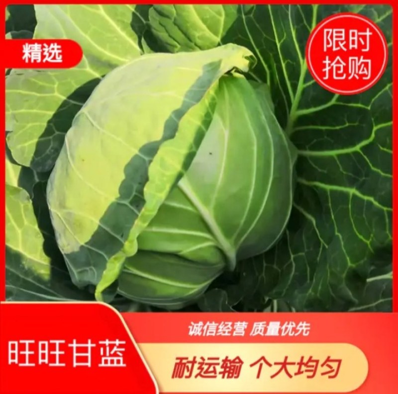 精品甘蓝，代发货各地，湖北蔬菜种植地，提供包装，长期合作