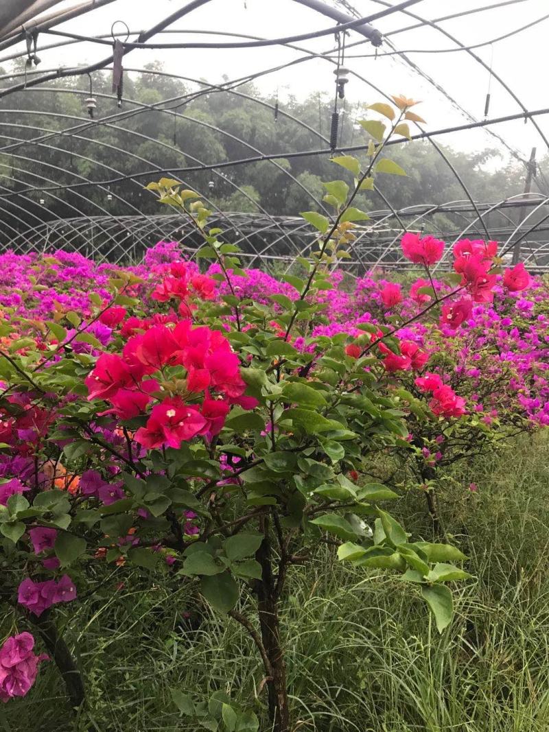 重庆巴南三角梅基地批发量大价格美丽质量好