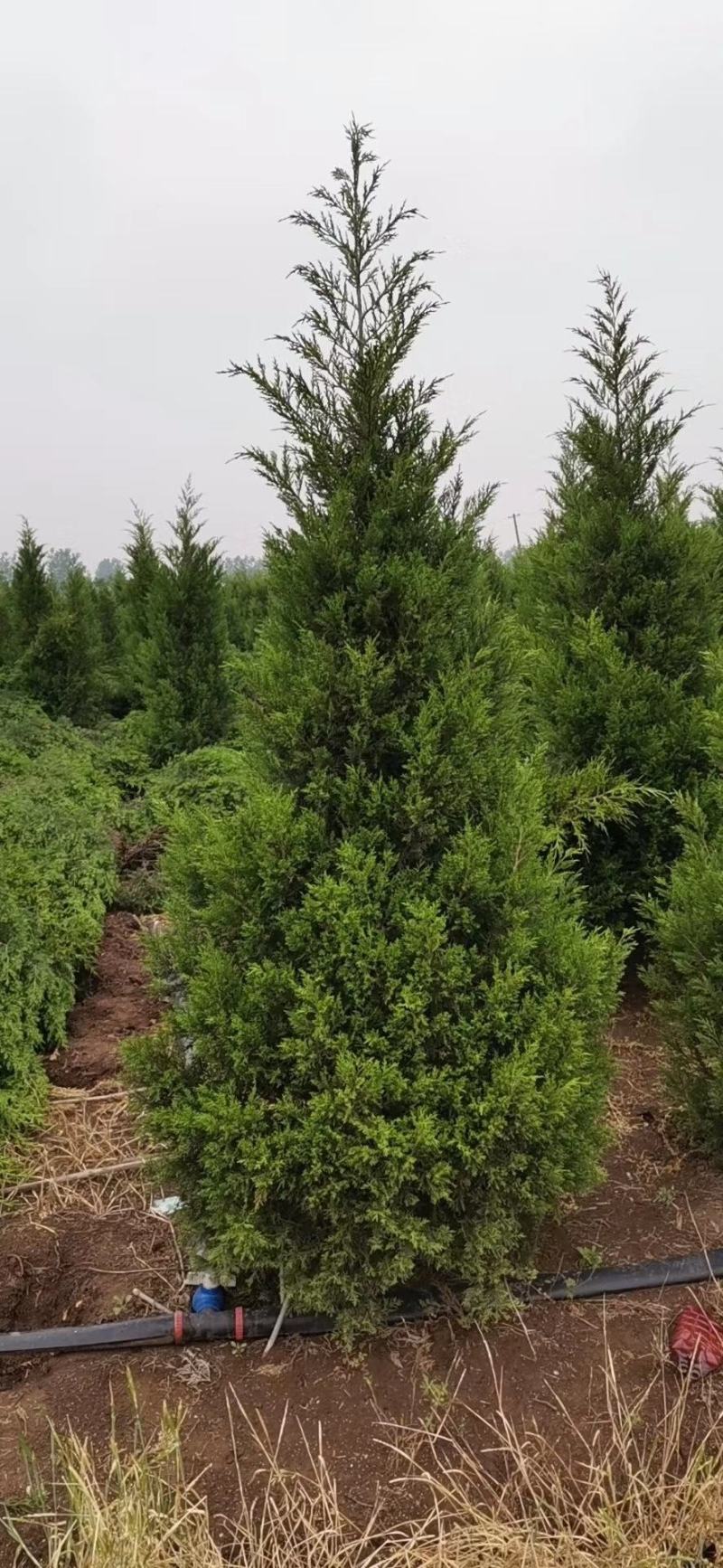蜀桧基地量大批发蜀桧高30—400公分量大