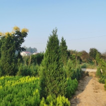 蜀桧基地量大批发蜀桧高30—400公分量大