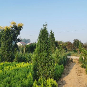 蜀桧基地量大批发蜀桧高30—400公分量大