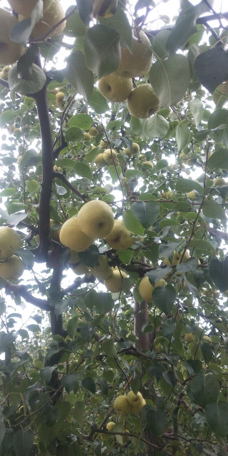 纯手工熬制梨膏无任何添加剂老少皆宜