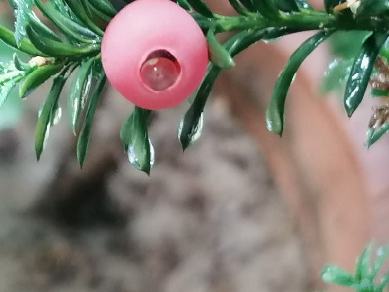 懂得（曼地亚）红豆杉树苗进一一现挖带土发货