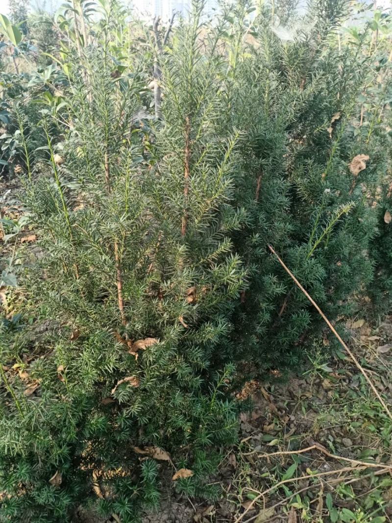 懂得（曼地亚）红豆杉树苗进一一现挖带土发货