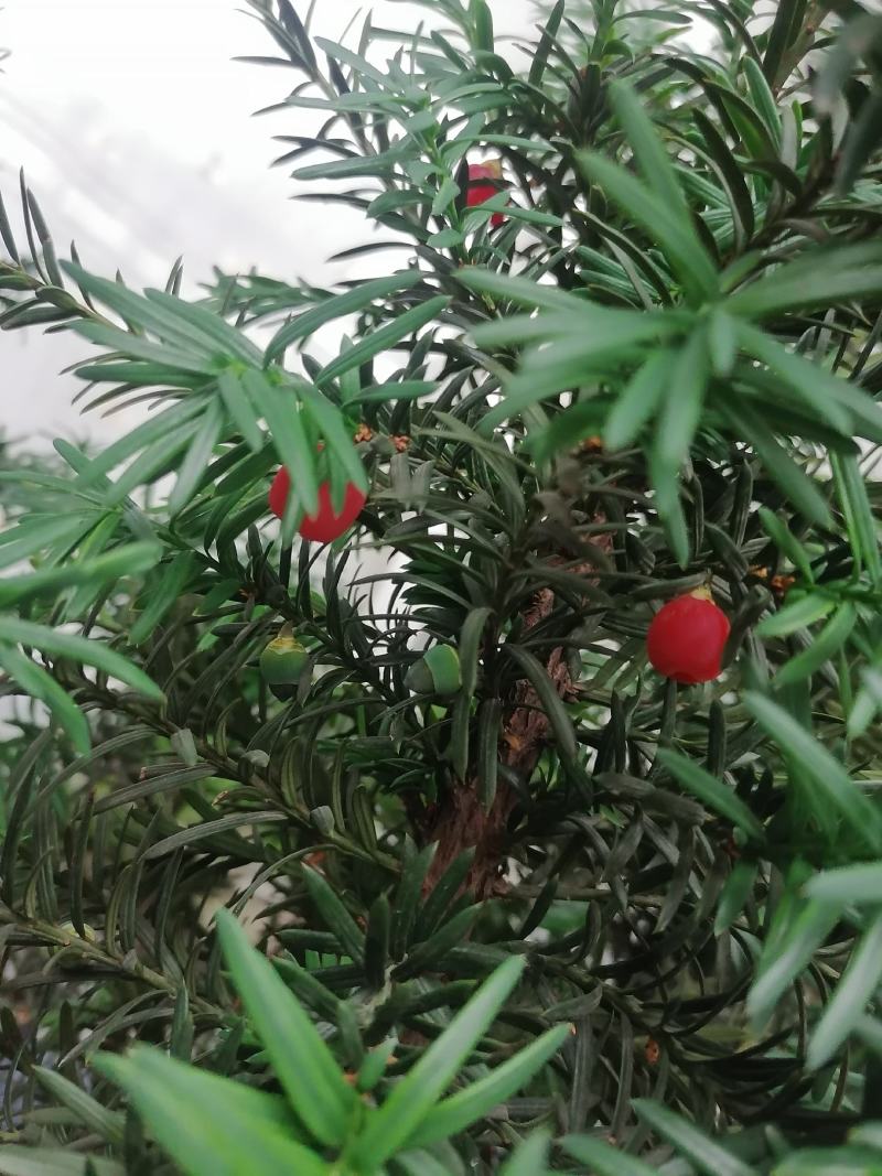 懂得（曼地亚）红豆杉树苗进一一现挖带土发货