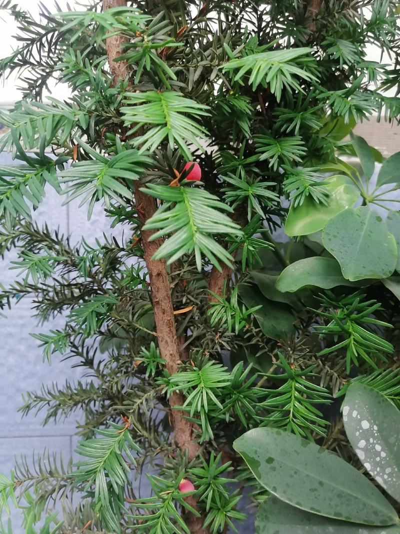 懂得（曼地亚）红豆杉树苗进一一现挖带土发货