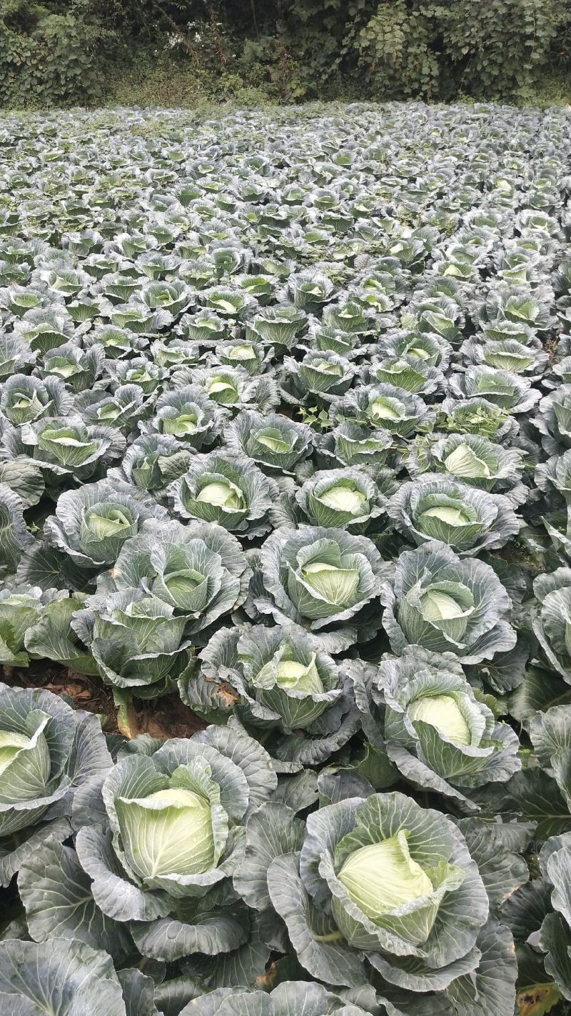 优质包菜，欢迎来电！京丰一号，寒将军，奥奇娜货源充足