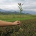【全国批发】紫鹃茶苗一年生冬插苗福建福安茶树苗基地直销
