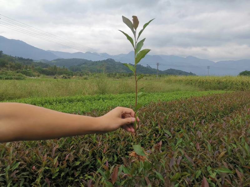 【全国批发】紫鹃茶苗一年生冬插苗福建福安茶树苗基地直销