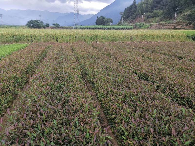【全国批发】紫鹃茶苗一年生冬插苗福建福安茶树苗基地直销