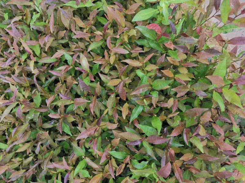 【全国批发】紫鹃茶苗一年生冬插苗福建福安茶树苗基地直销
