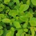 郁金香茶树苗观音绿茶南方种植龙井苗早茶苗福建苗圃直销