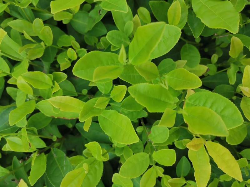 郁金香茶树苗观音绿茶南方种植龙井苗早茶苗福建苗圃直销