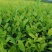 郁金香茶树苗观音绿茶南方种植龙井苗早茶苗福建苗圃直销