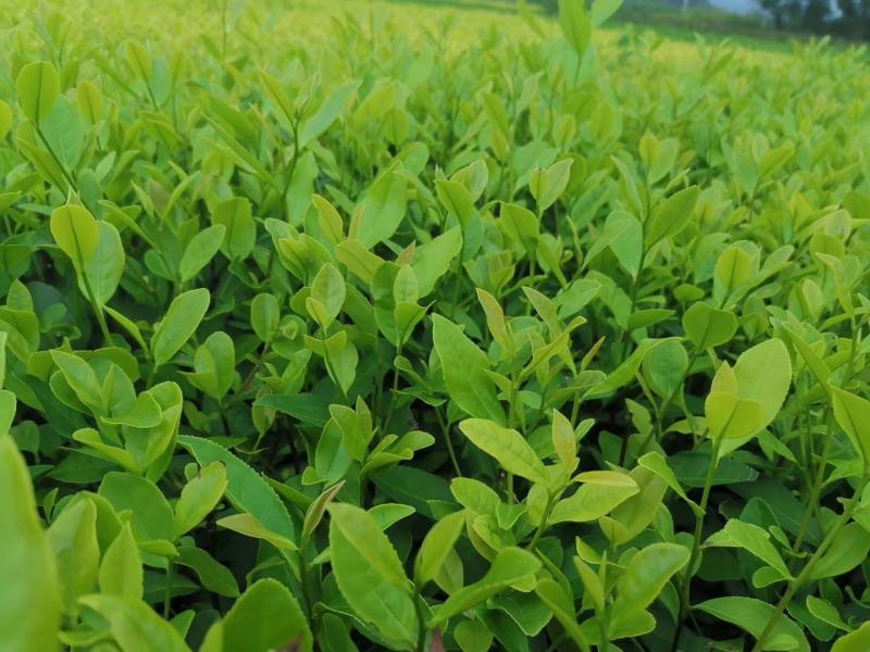 郁金香茶树苗观音绿茶南方种植龙井苗早茶苗福建苗圃直销