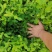 郁金香茶树苗观音绿茶南方种植龙井苗早茶苗福建苗圃直销