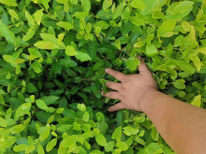 郁金香茶树苗观音绿茶南方种植龙井苗早茶苗福建苗圃直销