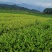郁金香茶树苗观音绿茶南方种植龙井苗早茶苗福建苗圃直销