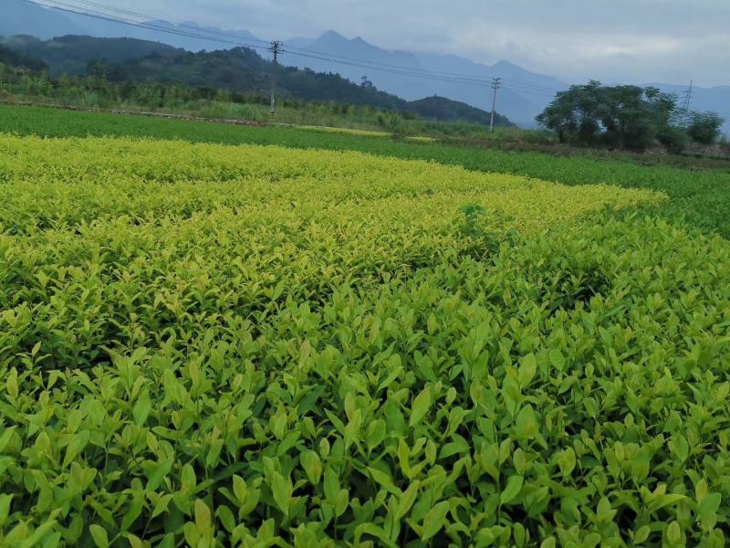 郁金香茶树苗观音绿茶南方种植龙井苗早茶苗福建苗圃直销