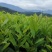 郁金香茶树苗观音绿茶南方种植龙井苗早茶苗福建苗圃直销