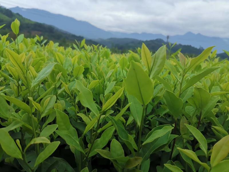 郁金香茶树苗观音绿茶南方种植龙井苗早茶苗福建苗圃直销