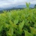 郁金香茶树苗观音绿茶南方种植龙井苗早茶苗福建苗圃直销