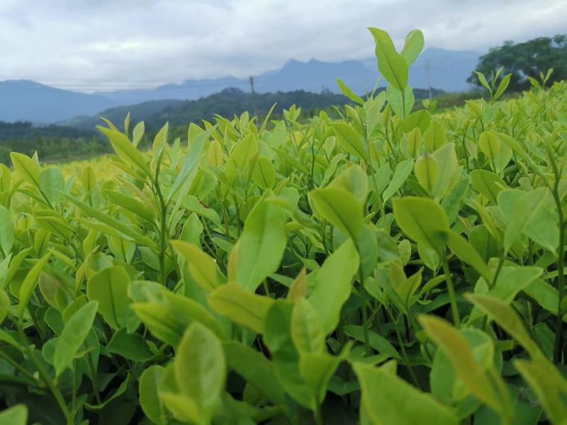 郁金香茶树苗观音绿茶南方种植龙井苗早茶苗福建苗圃直销