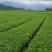 黄观音茶树苗福建福安茶苗绿茶白茶厂家批发