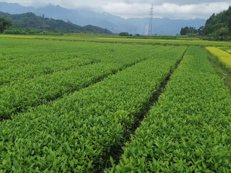 黄观音茶树苗福建福安茶苗绿茶白茶厂家批发